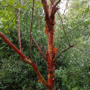 Papirbarkløn - Acer griseum