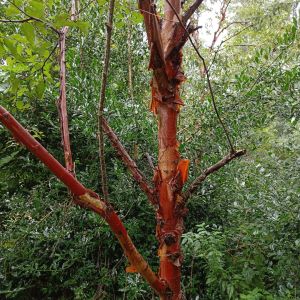Papirbarkløn - Acer griseum