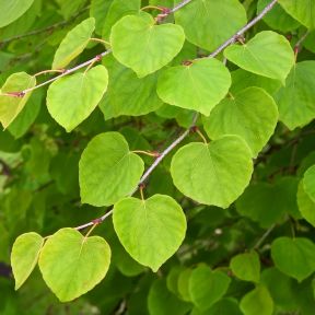 Hængende Hjertetræ - Cercidiphyllum japonicum 'Pendula' - blade