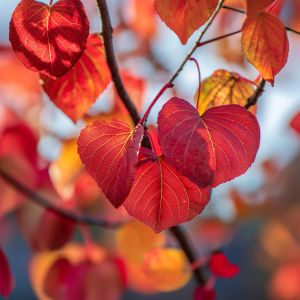 Hjertetræ - Cercidiphyllum japonicum 'Göteborg' - røde blade efterårsfarver