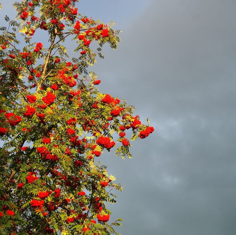 Søjlerøn - Sorbus aucuparia ´Fingerprint´ 150-175 cm