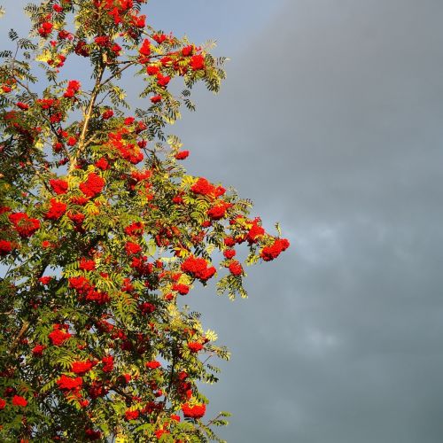 Søjlerøn - Sorbus aucuparia 'Fingerprint' 150-175 cm i 7,5 liters potte