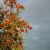 Søjlerøn - Sorbus aucuparia 'Fingerprint' 200-250 cm i 7,5 liters potte