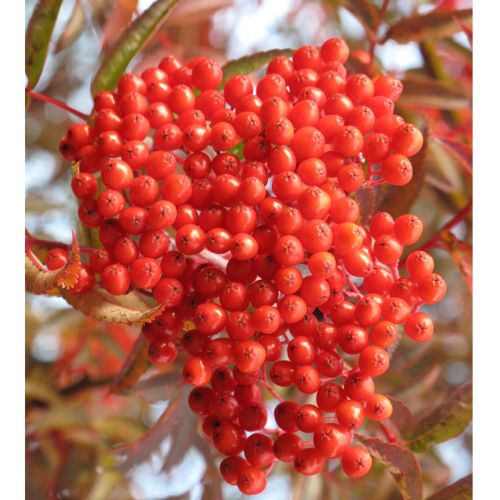 Japansk Røn - Sorbus commixta 'Carmencita' busk 60-80 cm i 7,5 liters potte