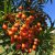 Koreansk Røn - Sorbus 'Dodong'