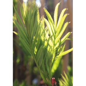 Koreansk Røn - Sorbus 'Dodong'