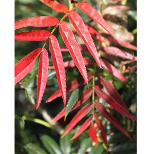 Koreansk Røn - Sorbus 'Dodong'