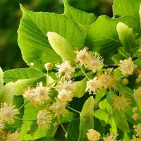 Lind - Tilia
Lind i blomst