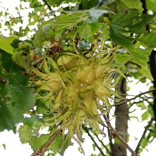 Tyrkisk Hassel - Corylus colurna nødder