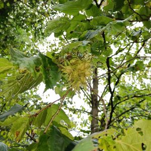 Tyrkisk Hassel - Corylus colurna nødder
