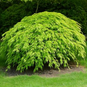 Japansk Dværgahorn - Acer palmatum 'Dissectum'