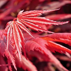 Japansk Ahorn - Acer palmatum 'Firecracker'