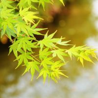 Japansk Ahorn - Acer palmatum