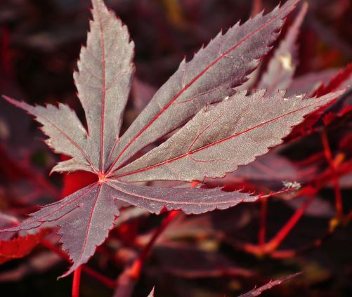 Japansk Ahorn - Acer palmatum 'Fujinami'