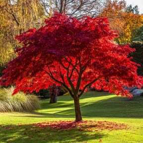 Japansk Ahorn - Acer palmatum 'Atropurpureum'