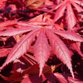 Japansk Ahorn - Acer palmatum 'Skeeter's Broom'