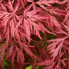 Japansk Dværgahorn - Acer palmatum 'Garnet'