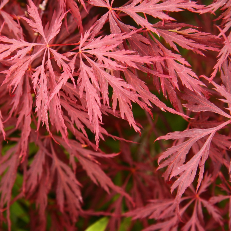 Japansk Dværgahorn - Acer palmatum ´Garnet´ 60-80 cm