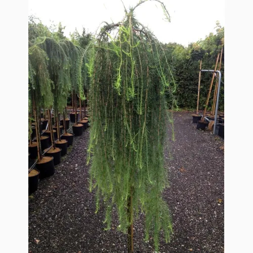Japansk Hængelærk - Larix kaempferi ´Stiff Weeping´ 180 cm stamme