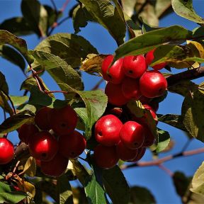 Paradisæble - Malus 'Red Sentinel'