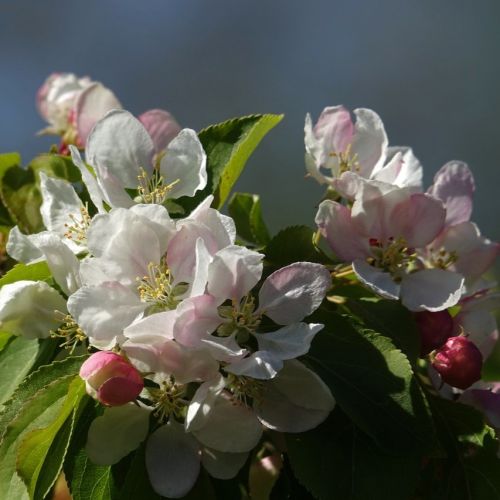 Paradisæble - Malus 'Red Sentinel' i blomst