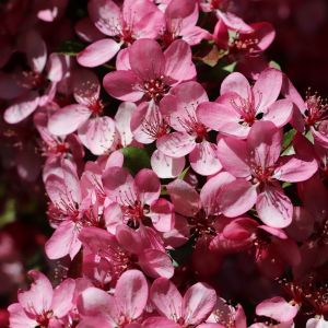 Paradisæble Freja i blomst - Rødbladet Paradisæble