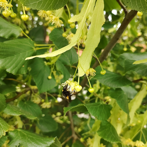 Småbladet Lind - Tilia cordata ´Greenspire´ 175-200 cm