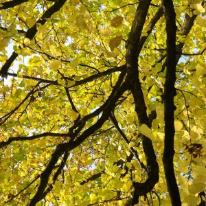 Storbladet lind - Tilia platyphyllos