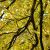 Storbladet lind - Tilia platyphyllos