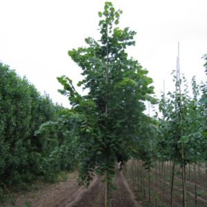 Storbladet lind - Tilia platyphyllos