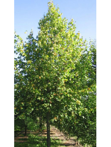 Kejserlind - Tilia vulgaris ´Pallida´ 175-200 cm