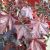 Rødbladet Spidsløn - Acer platanoides 'Royal Red'