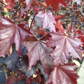 Rødbladet Spidsløn - Acer platanoides 'Royal Red'