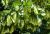 Humlebøg - Ostrya carpinifolia