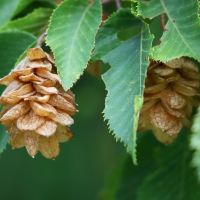 Humlebøg - Ostrya carpinifolia