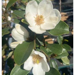 Magnolia Laevifolia ‘Gail’s Favourite’