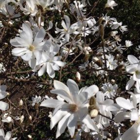 Stjernemagnolie - Magnolia stellata