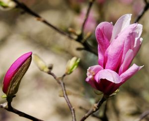 Magnolia 'Susan'