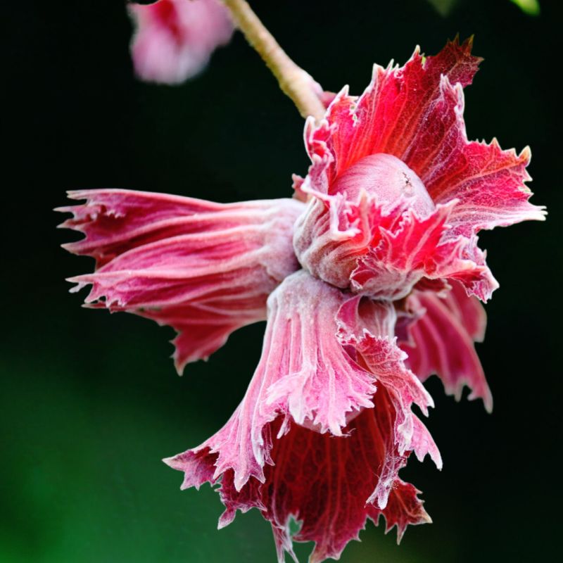 Rød Hassel - Corylus avellana ´Anny´s Red Dwarf´ 60 cm stamme