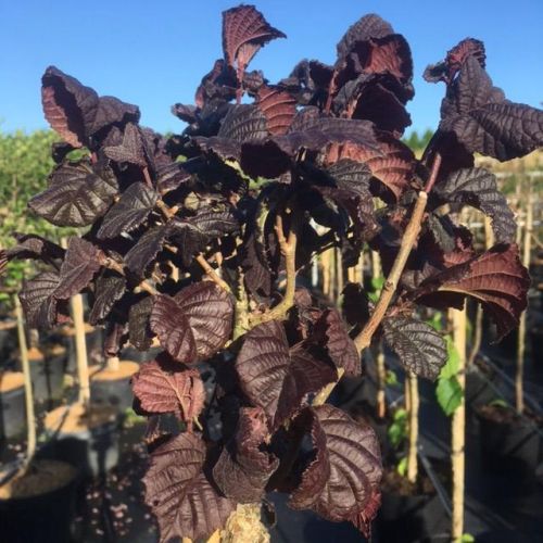 Rød Hassel - Corylus avellana 'Anny's Red Dwarf'