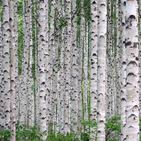Himalayabirk - Betula utilis