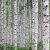 Himalayabirk - Betula utilis
