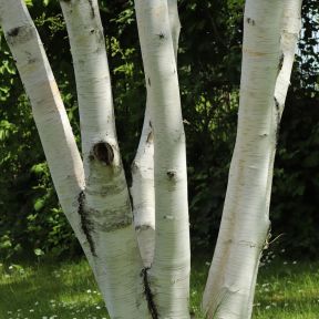 Himalayabirk - Betula utilis