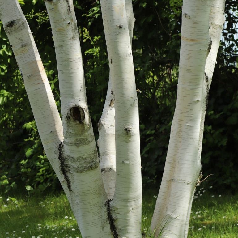 Himalayabirk - Betula utilis 125-150 cm. 12 l. potte. Flerstammet