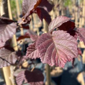 Rød Hassel - Corylus avellana 'Red Ghost'