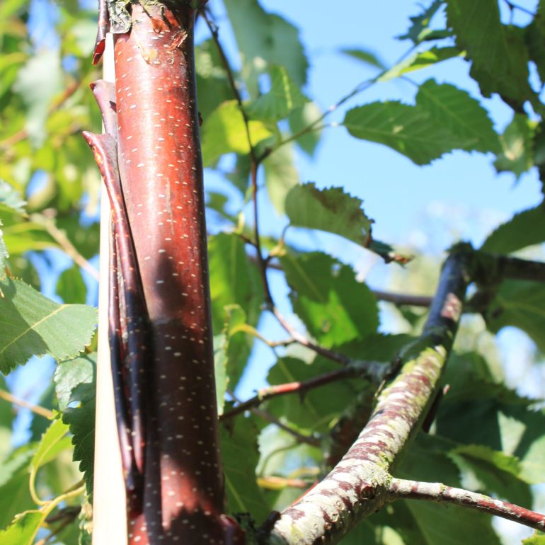 Betula albosinensis Var. Septentrionalis - Kobberbirk 150-175 10 l. potte