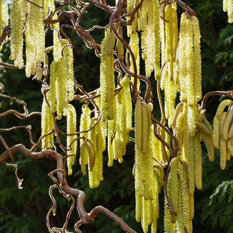Dværgtroldhassel - Corylus avellana ´Twister´ 60 cm stamme