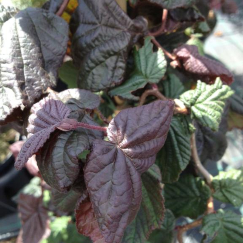 Rød Troldhassel - Corylus avellana ´Red Majestic´ 100-125 cm