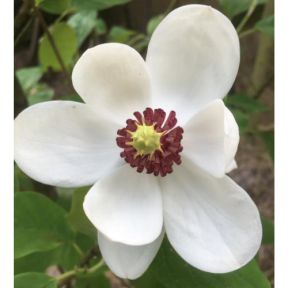 Magnolia sieboldii