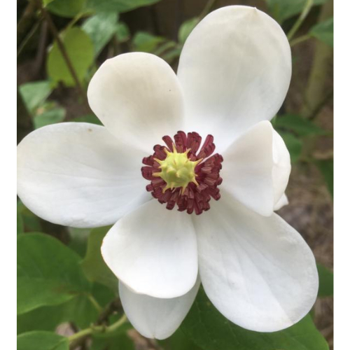 Åkandemagnolie - Magnolia sieboldii 100-125 cm